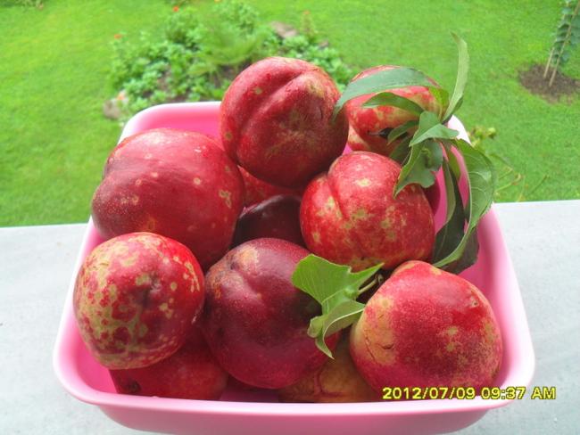 Name:  278.jpg
Views: 804
Size:  45.8 KB