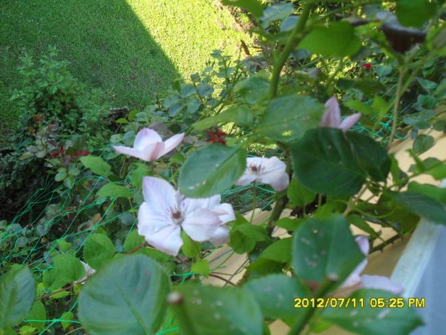 Name:  066.jpg
Views: 778
Size:  59.0 KB