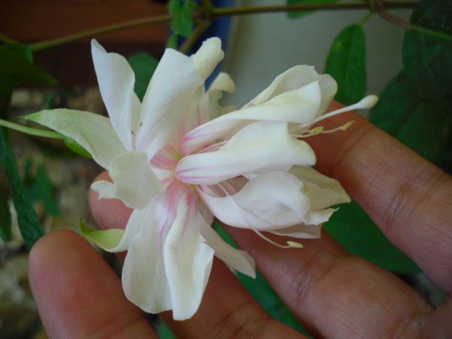 Name:  SDC14555 copy copy.jpg
Views: 413
Size:  28.4 KB