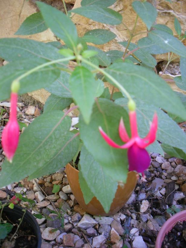Name:  SDC14557 copy copy.jpg
Views: 417
Size:  71.3 KB