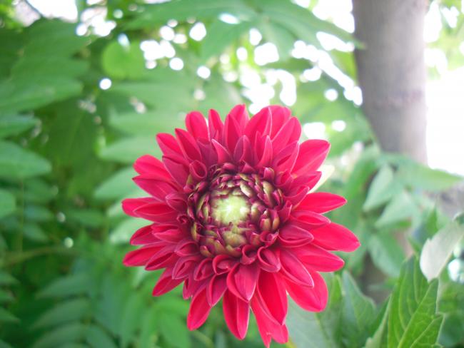 Name:  SDC14560 copy copy.jpg
Views: 873
Size:  39.0 KB