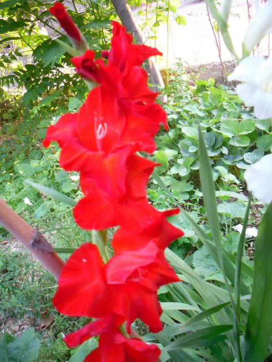 Name:  SDC14565 copy copy.jpg
Views: 839
Size:  75.7 KB