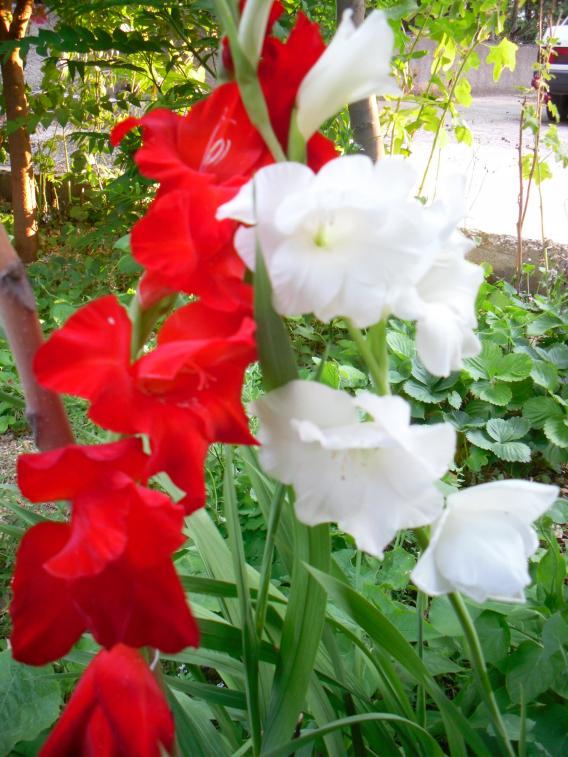 Name:  SDC14566 copy copy.jpg
Views: 813
Size:  74.2 KB