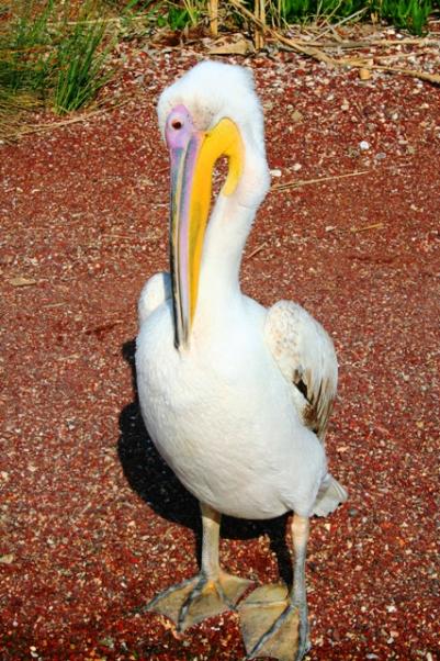 Name:  peli2.jpg
Views: 542
Size:  67.0 KB