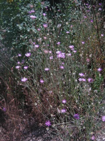 Name:  kr iekleri.jpg
Views: 1235
Size:  66.0 KB