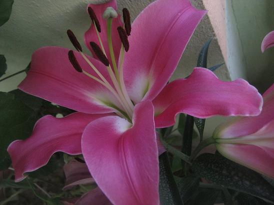 Name:  lilium.JPG
Views: 1442
Size:  41.3 KB