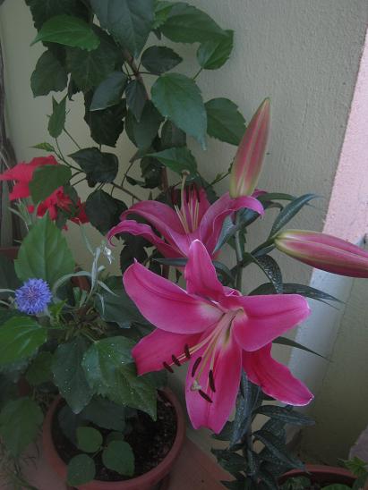 Name:  lilium1.JPG
Views: 1374
Size:  39.9 KB