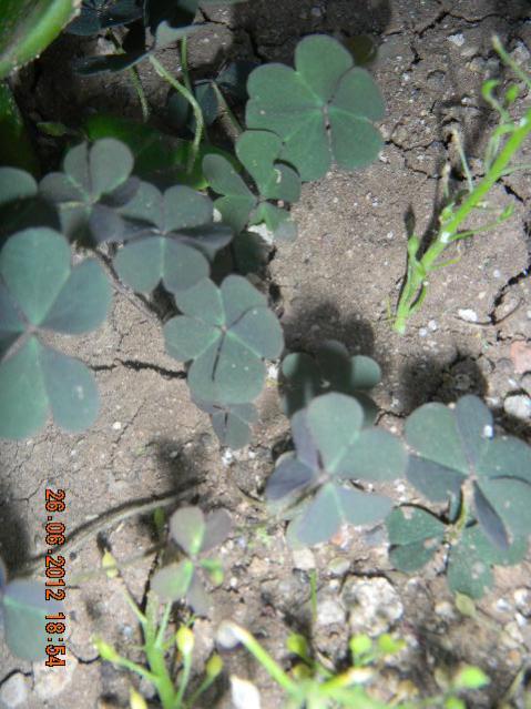Name:  DSCN1827.jpg
Views: 632
Size:  55.6 KB