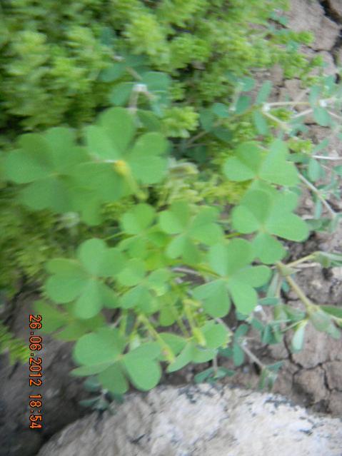 Name:  DSCN1829.jpg
Views: 642
Size:  42.1 KB