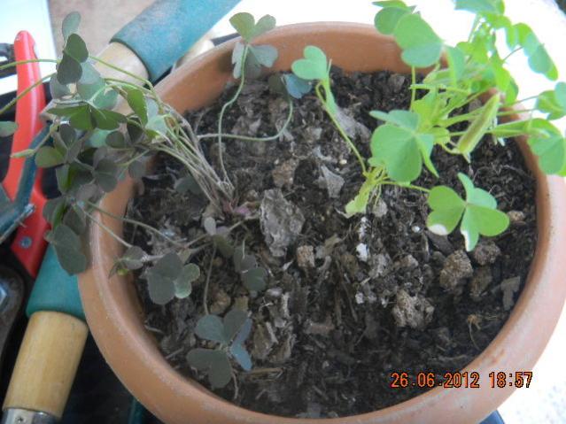 Name:  DSCN1833.jpg
Views: 622
Size:  51.4 KB