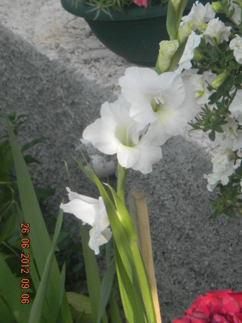 Name:  DSCN1816.jpg
Views: 625
Size:  41.3 KB