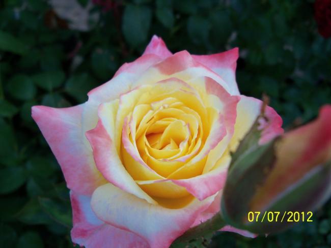Name:  100_8402.jpg
Views: 518
Size:  30.0 KB