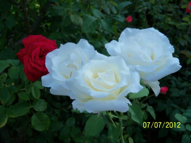 Name:  100_8427.jpg
Views: 506
Size:  33.6 KB