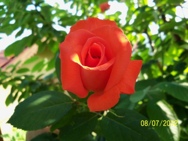 Name:  100_8608.jpg
Views: 497
Size:  39.0 KB