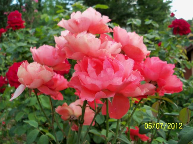 Name:  100_8056.jpg
Views: 536
Size:  47.0 KB