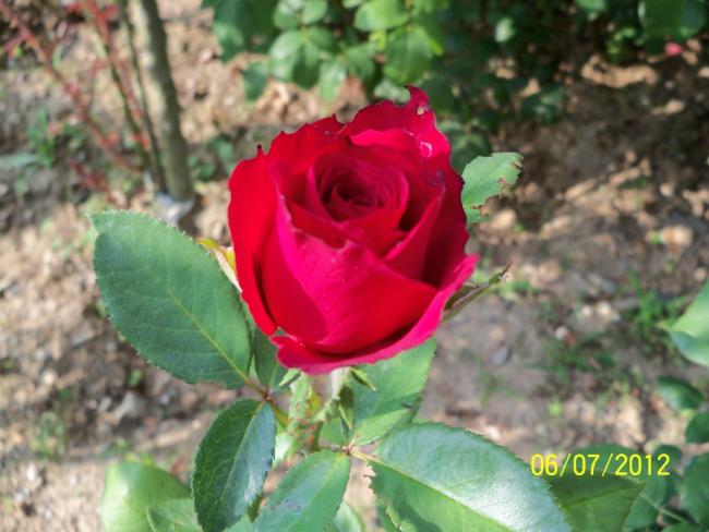 Name:  100_8323.jpg
Views: 525
Size:  45.4 KB