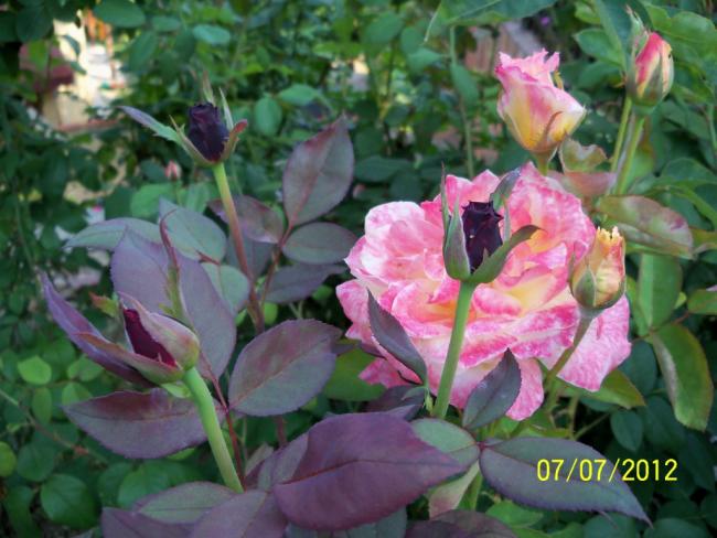 Name:  100_8416.jpg
Views: 496
Size:  49.8 KB