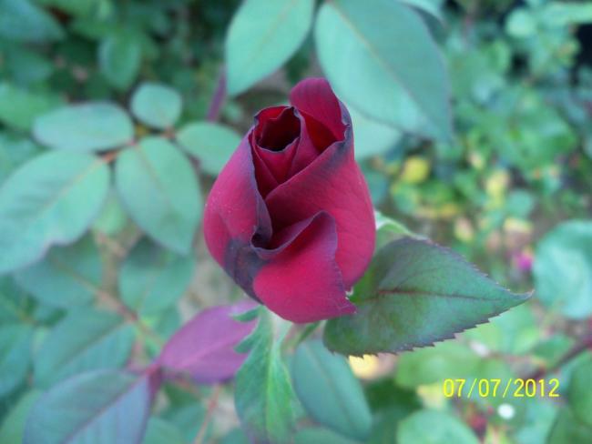 Name:  100_8410.jpg
Views: 512
Size:  30.4 KB