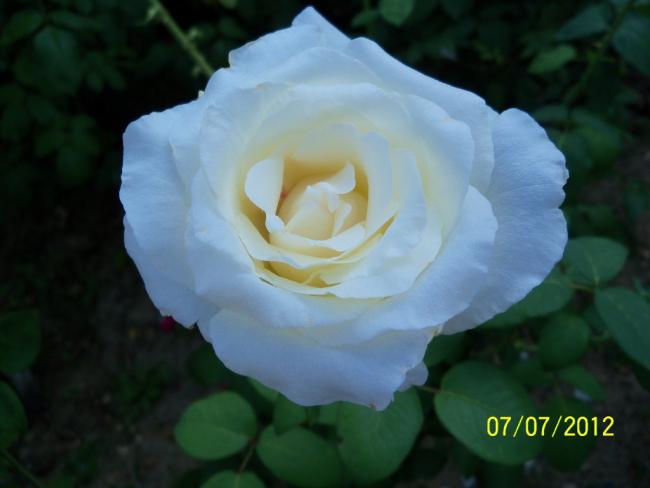 Name:  100_8431.jpg
Views: 509
Size:  26.3 KB