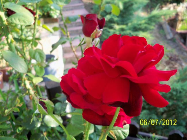 Name:  100_8372.jpg
Views: 521
Size:  45.0 KB