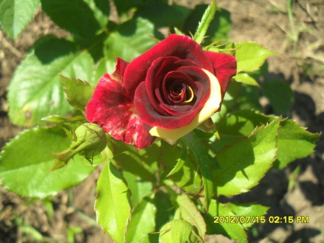 Name:  005.jpg
Views: 820
Size:  46.5 KB