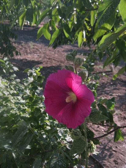 Name:  hatmi1.JPG
Views: 1180
Size:  54.7 KB