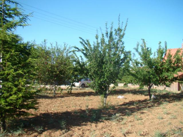 Name:  diger bahce genel.jpg
Views: 980
Size:  60.9 KB