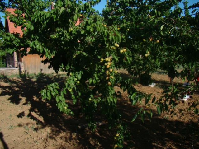 Name:  diger bahce kays agac genel.jpg
Views: 993
Size:  64.8 KB