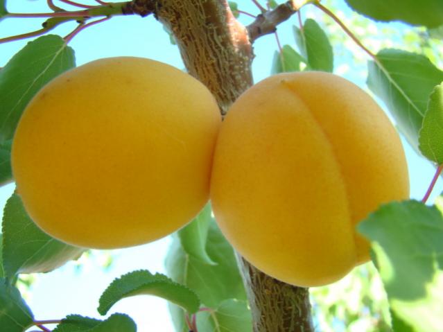 Name:  diger bahce kays 2 adet.jpg
Views: 933
Size:  32.0 KB