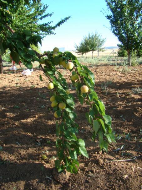 Name:  diger bahce kays yerde.jpg
Views: 949
Size:  65.9 KB
