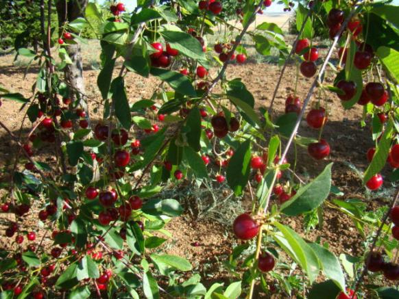 Name:  diger bahce visne dal.jpg
Views: 1005
Size:  73.1 KB