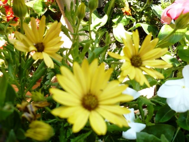 Name:  P1010853.jpg
Views: 1452
Size:  55.5 KB