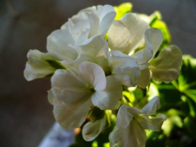 Name:  P1010919.jpg
Views: 1513
Size:  26.1 KB