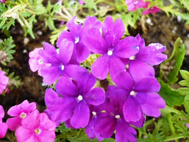 Name:  P1010917.jpg
Views: 2832
Size:  48.9 KB