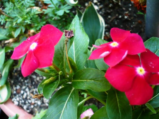 Name:  P1010915.jpg
Views: 2531
Size:  45.7 KB