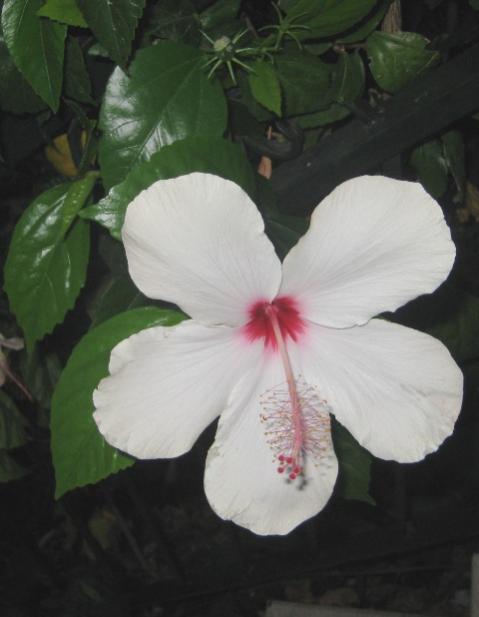 Name:  IMG_2523.jpg
Views: 893
Size:  28.1 KB