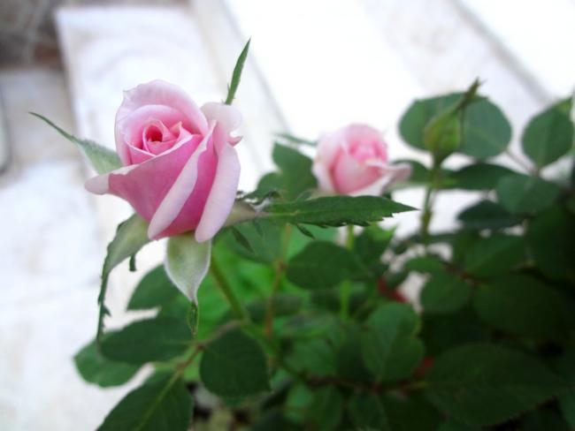 Name:  b.gl.jpg
Views: 1109
Size:  26.2 KB