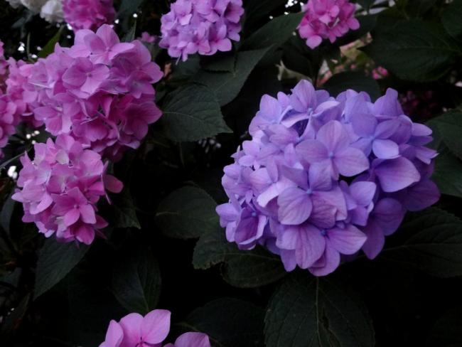 Name:  orti.jpg
Views: 1290
Size:  39.1 KB