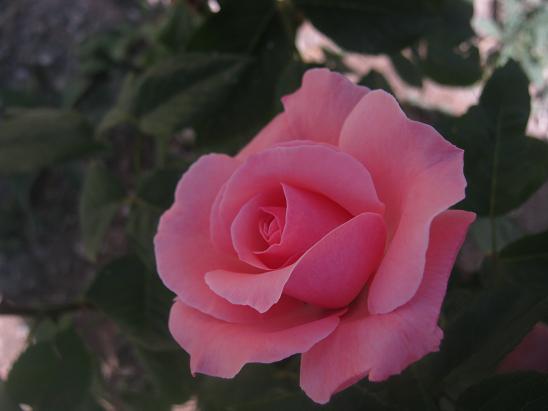 Name:  gl3.JPG
Views: 1138
Size:  33.0 KB
