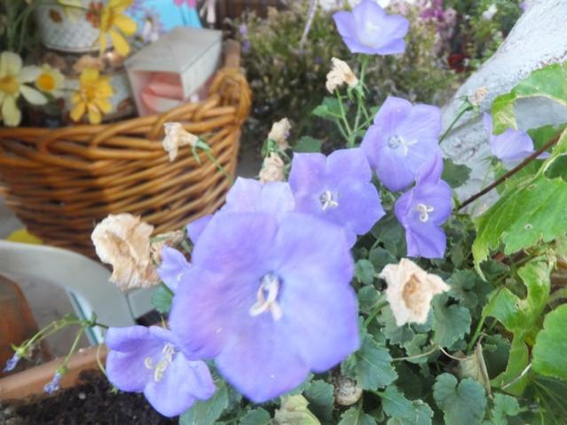 Name:  DSCF3793.jpg
Views: 401
Size:  47.8 KB