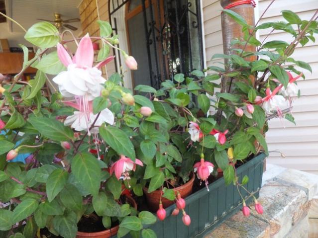Name:  DSCF3794.jpg
Views: 374
Size:  56.6 KB
