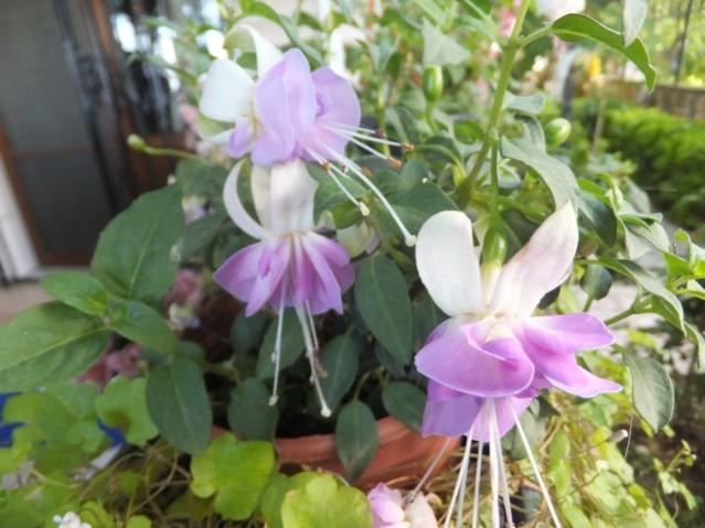 Name:  DSCF3795.jpg
Views: 356
Size:  46.2 KB
