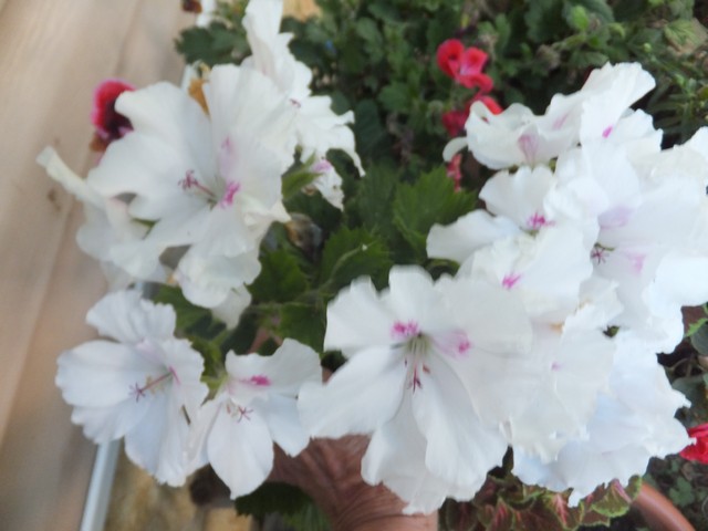 Name:  DSCF3797.jpg
Views: 618
Size:  63.5 KB