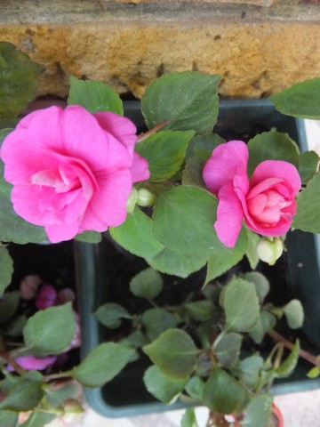 Name:  DSCF3799.jpg
Views: 594
Size:  53.8 KB