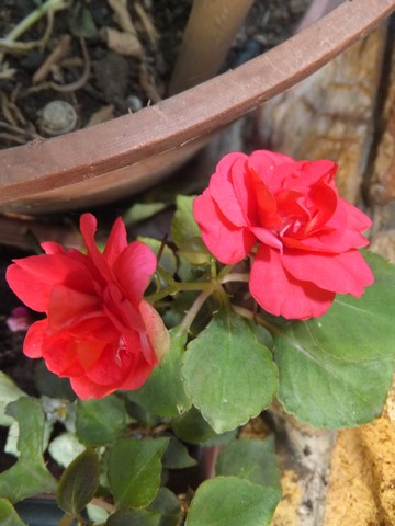 Name:  DSCF3800.jpg
Views: 608
Size:  55.6 KB