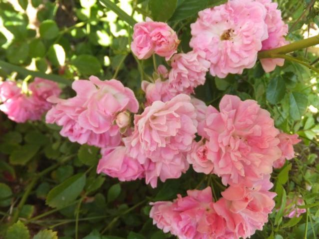 Name:  DSCF3803.jpg
Views: 377
Size:  47.8 KB