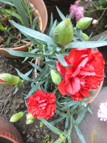 Name:  DSCF3804.jpg
Views: 391
Size:  68.0 KB