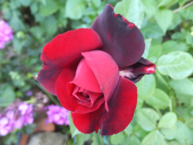 Name:  DSCF3807.jpg
Views: 341
Size:  63.2 KB