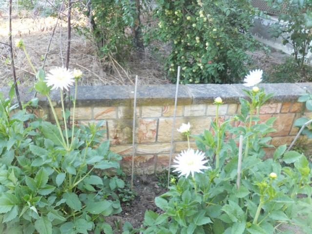 Name:  DSCF3808.jpg
Views: 321
Size:  66.1 KB