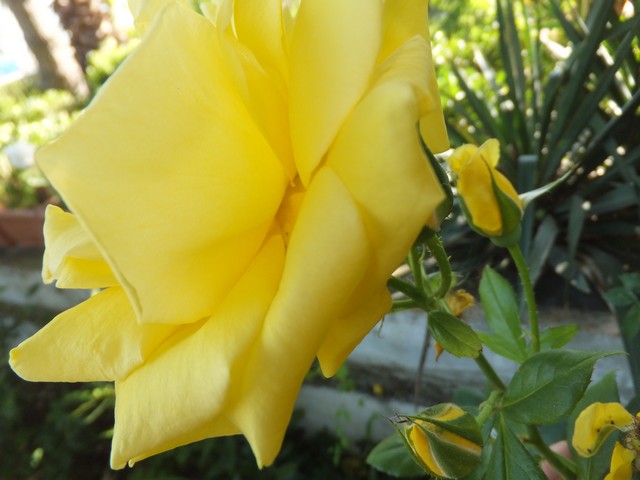 Name:  DSCF3817.jpg
Views: 396
Size:  67.4 KB